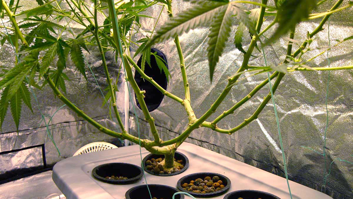 How To Increase Yields: The result of defoliation of a cannabis plant How To Increase Yields: The result of defoliation of a cannabis plant