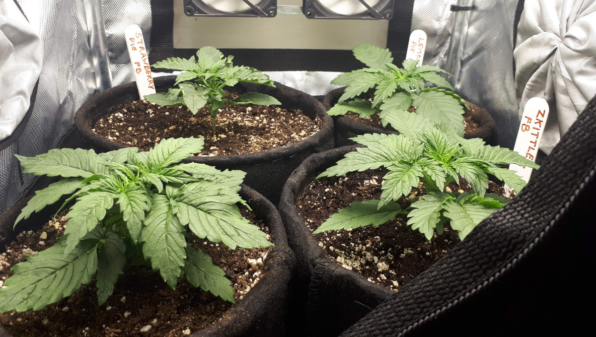 Strawberry Pie Auto Cannabis Strain Week-by-Week Guide: 2-weeks old marijuana seedlings in small textile bags