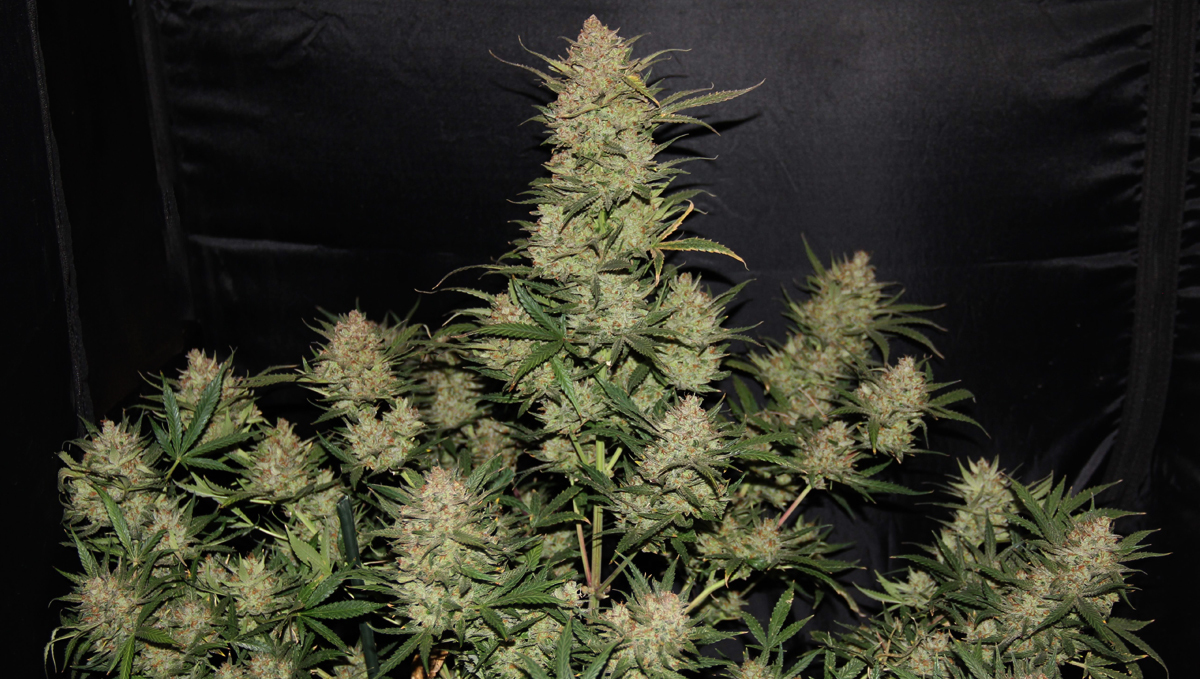 Top 10 cheap seeds: og kush auto Top 10 cheap seeds: og kush auto