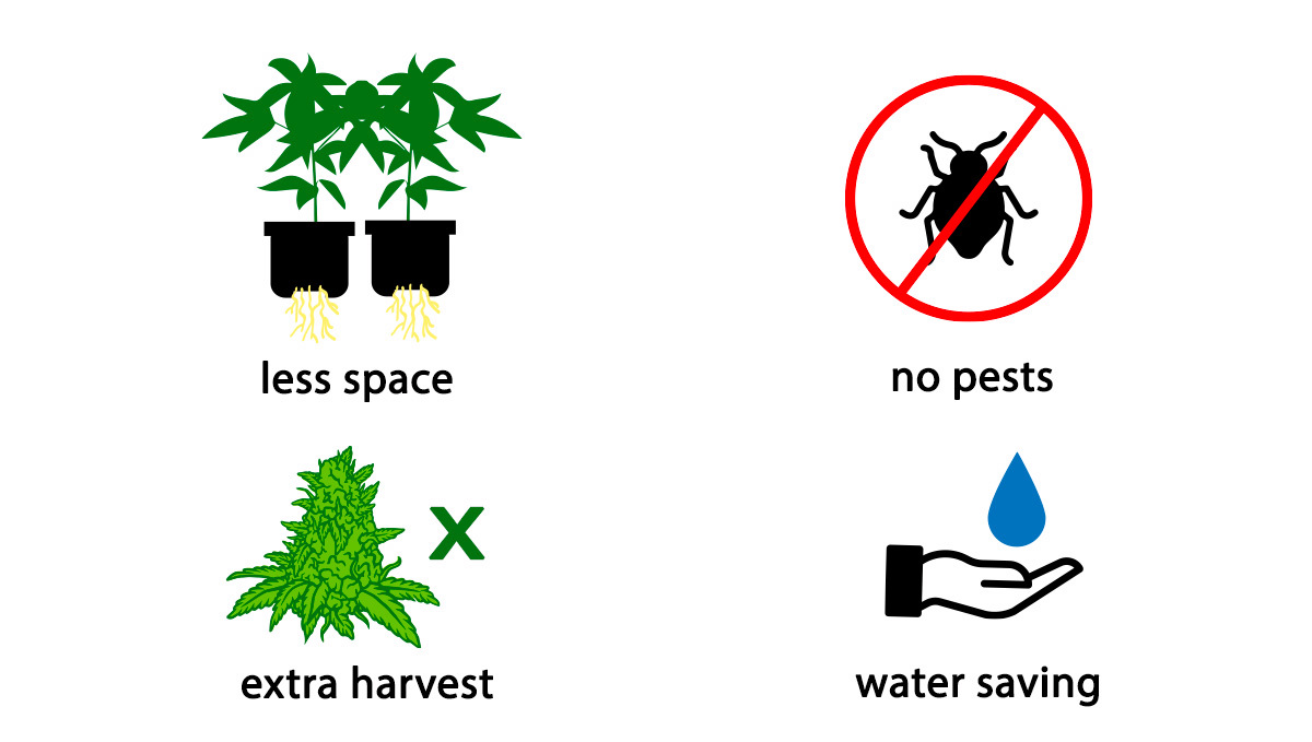 Advantages of Aeroponic grow Avantages de la culture aéroponique
