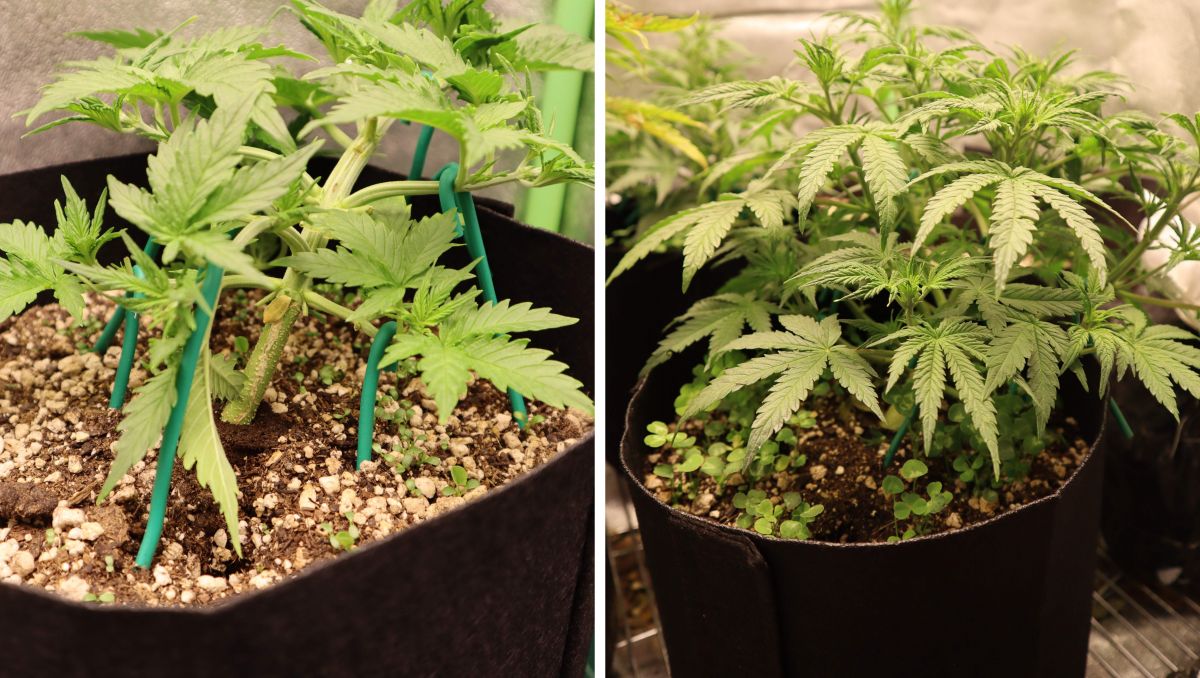 Orange Sherbet Auto Cannabis Strain Week-by-Week Guide: A pot plant trained to become short and branchy Orange Sherbet Auto Cannabis Strain Week-by-Week Guide: A pot plant trained to become short and branchy