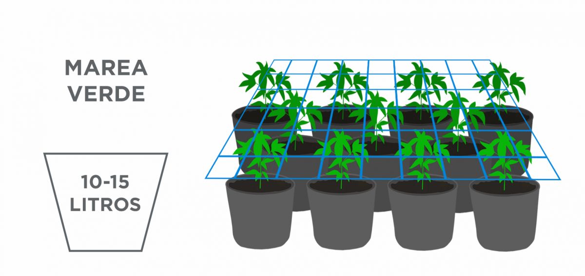 Mejor tamaño de maceta para autoflorecientes: scrog Mejor tamaño de maceta para autoflorecientes: scrog