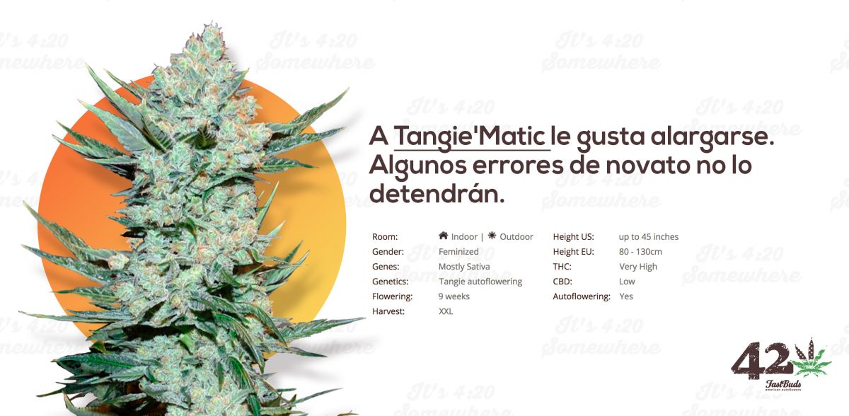 tangie es.jpg Fast Buds' Autoflower Tangie, Tangie'Matic