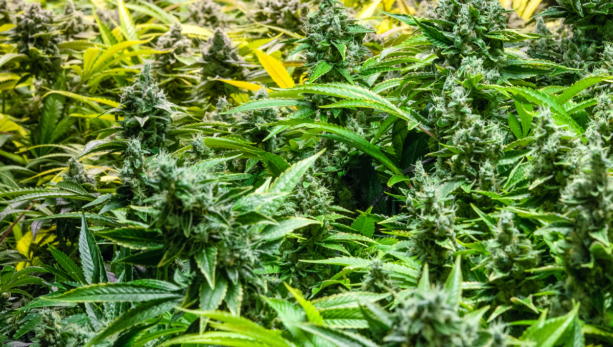 Shogun usage guide: sumo boost Shogun usage guide: sumo boost