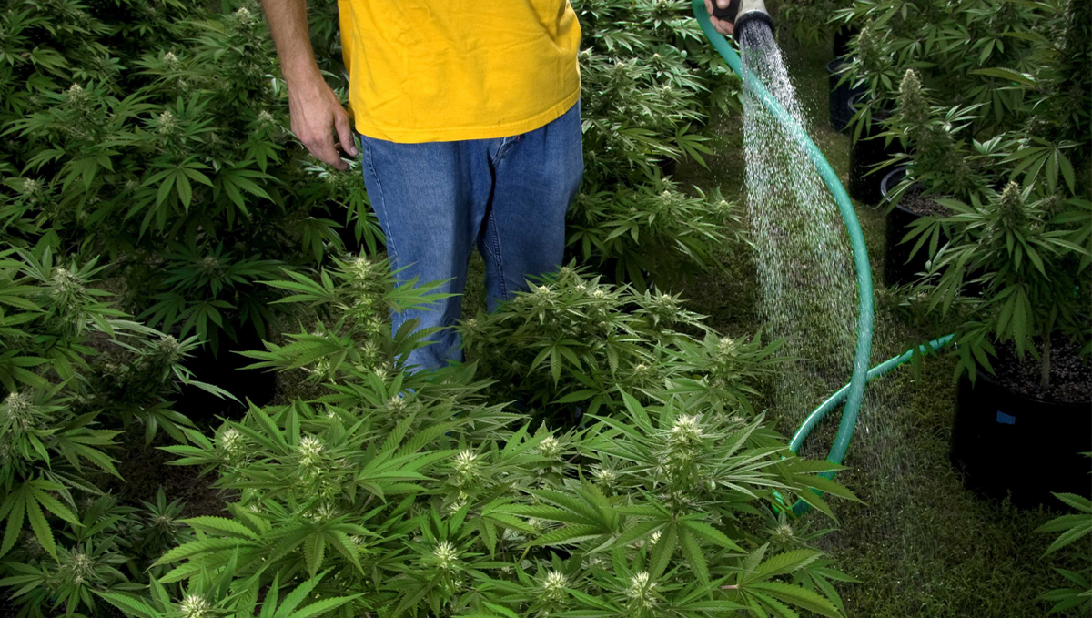 Com que frequência devo regar as minhas plantas: influências