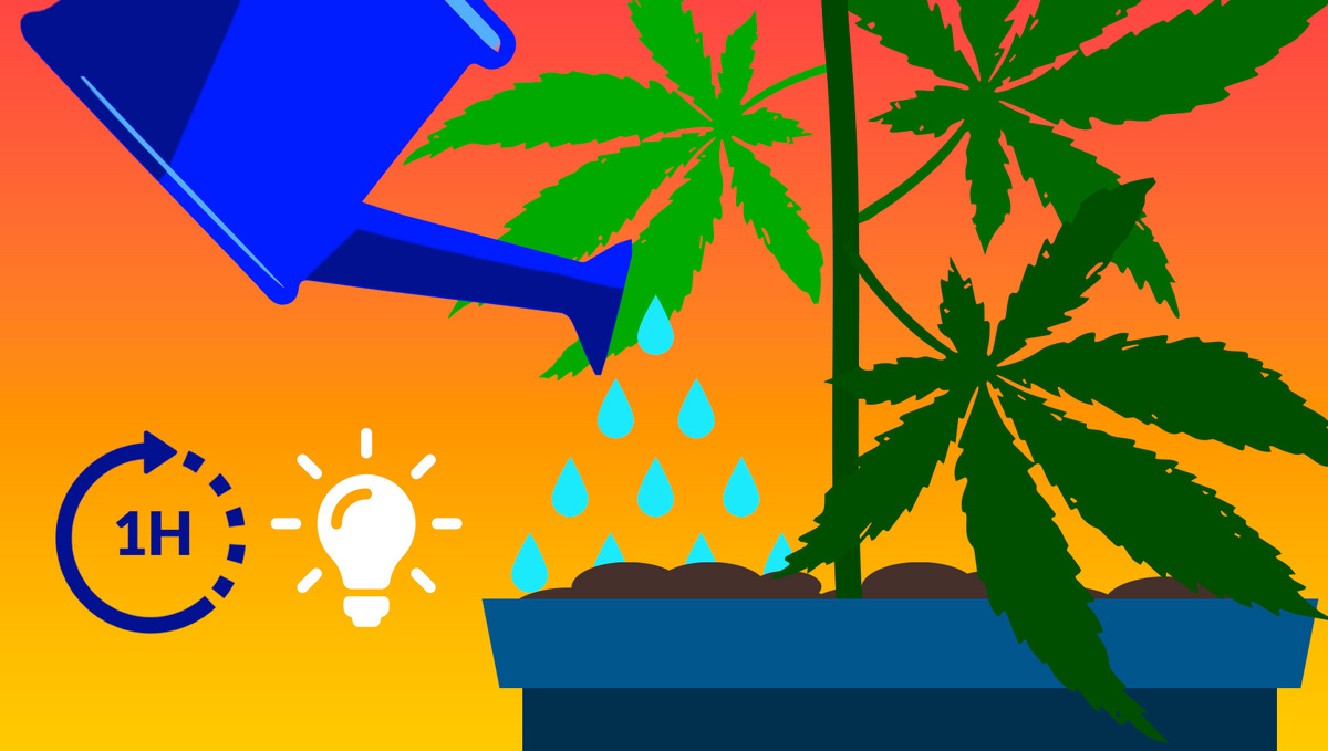 How Cannabis Plants Use Water And What To Know: Top Tips on Watering Cannabis Plants