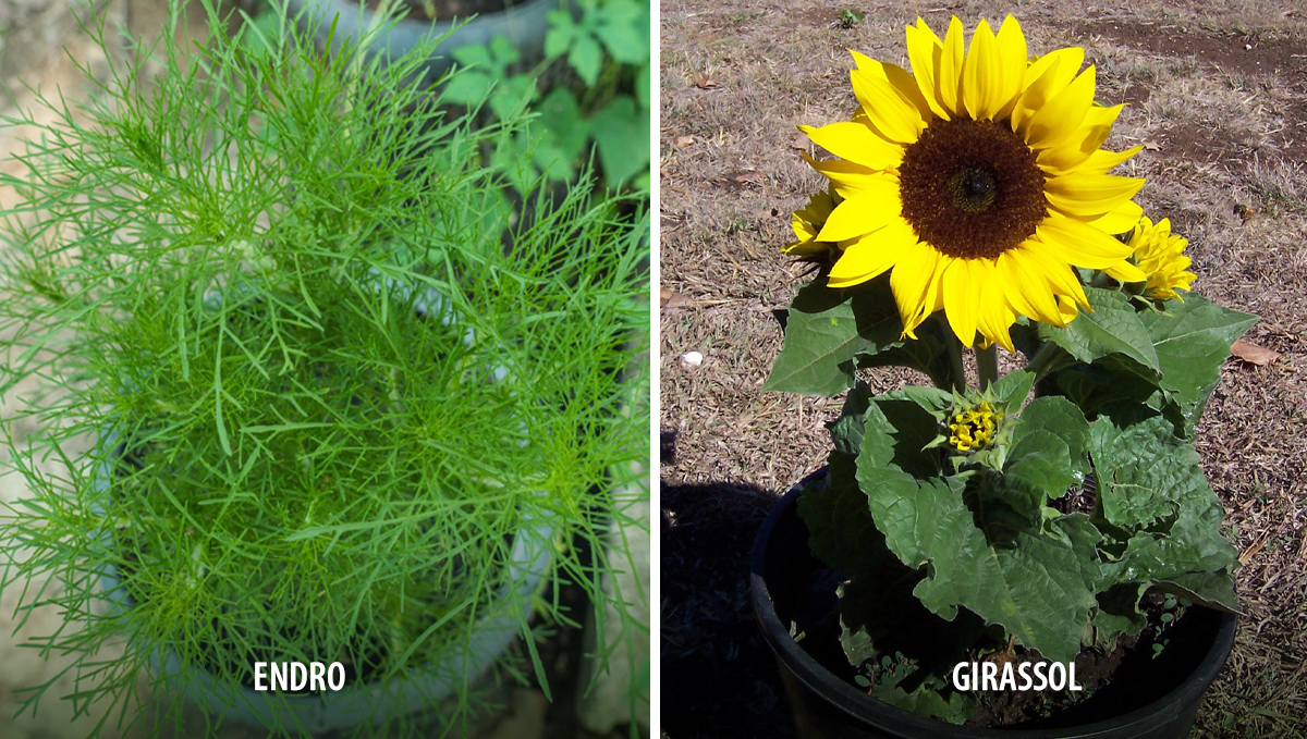 Plantas companheiras para cannabis: atractoras Plantas companheiras para cannabis: atractoras