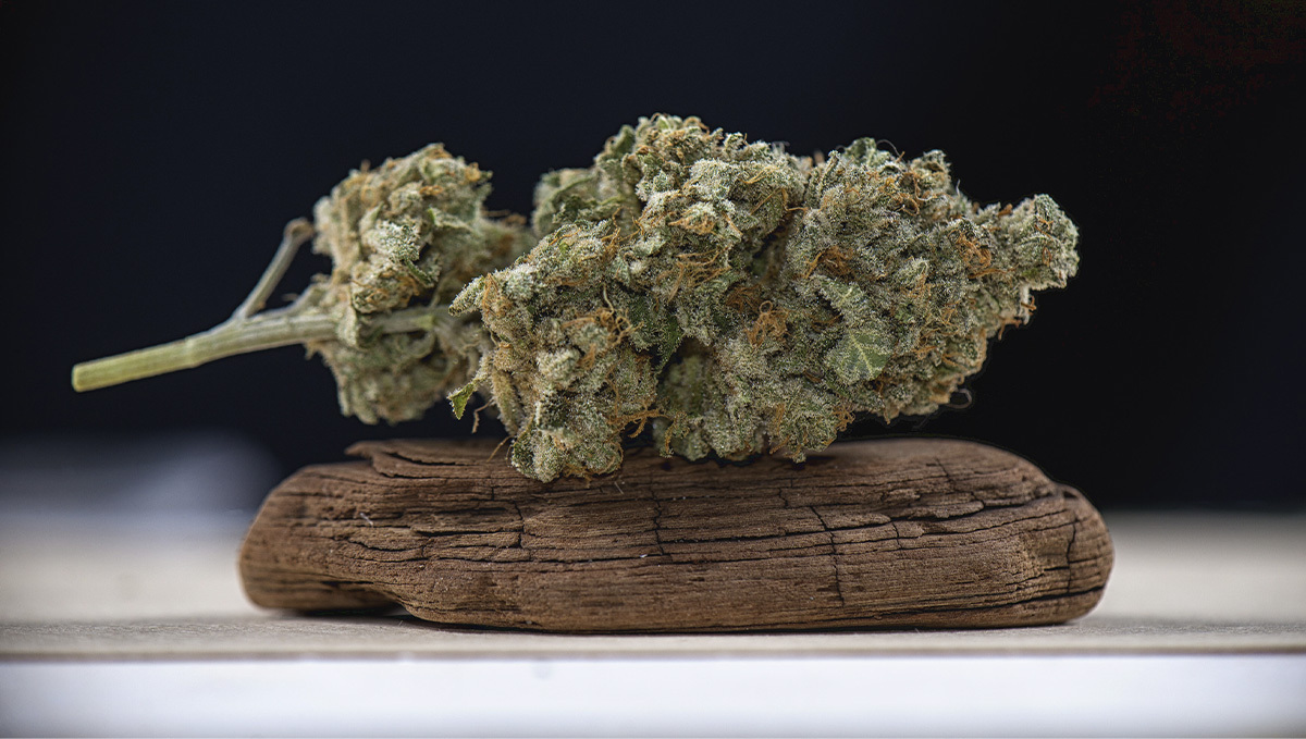 Everything you need to know about hash: hash vs weed Everything you need to know about hash: hash vs weed