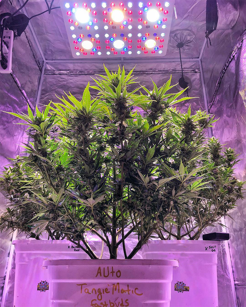 fast-buds-tangie.jpg Fast Buds' Tangie'Matic grown by @amaesingautoflowers on Instagram