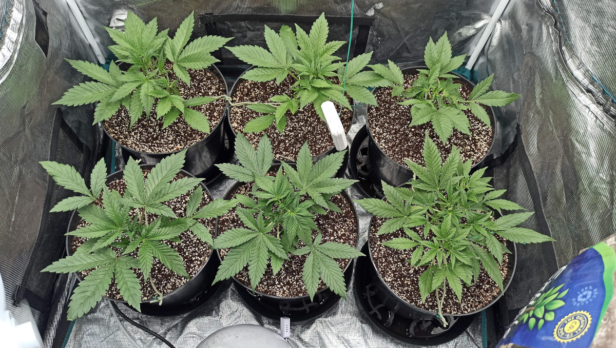 Strawberry Pie Auto Cannabis Strain Week-by-Week Guide: 4-weeks-old autoflowers, some topped