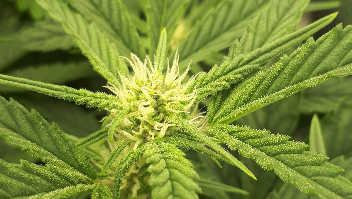 Strawberry Pie Auto Cannabis Strain Week-by-Week Guide: Young white female pistils on top and young trichomes on sugar leaves