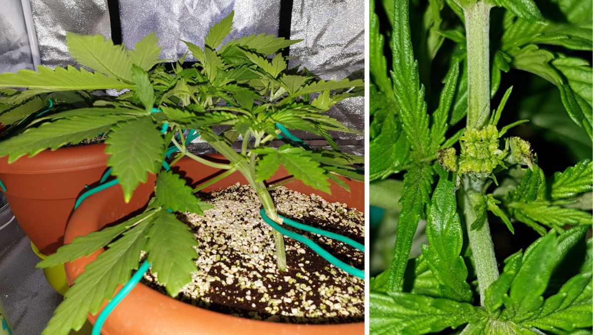 Orange Sherbet Auto Cannabis Strain Week-by-Week Guide: Young cannabis plant in a plastic container trained and topped Orange Sherbet Auto Cannabis Strain Week-by-Week Guide: Young cannabis plant in a plastic container trained and topped