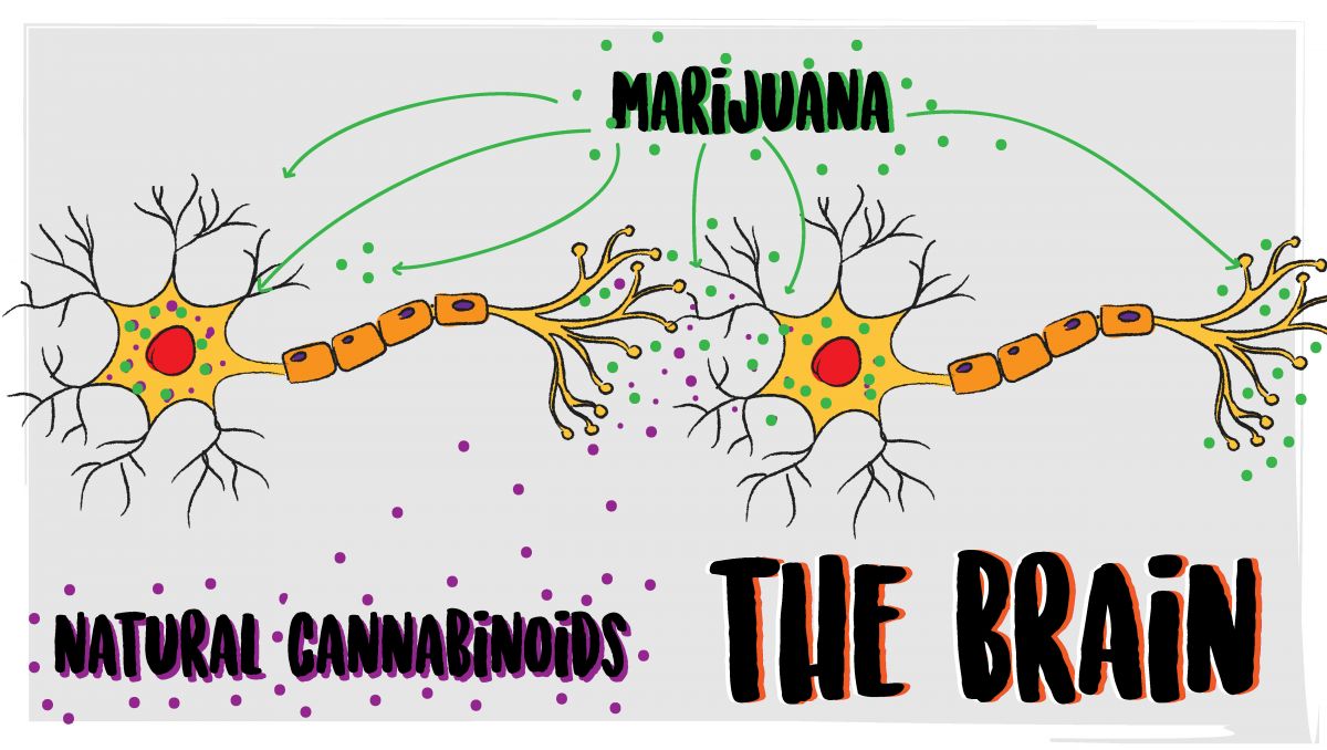 What happens when you stop consuming weed: day 4 of quitting