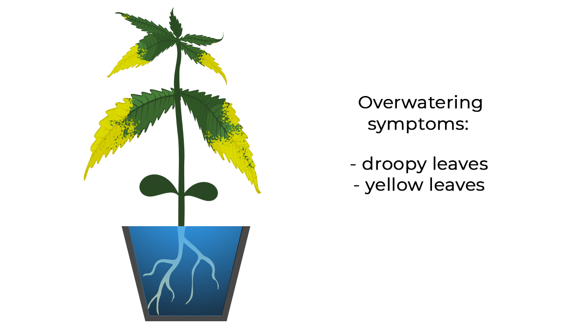 Common cannabis seedling problems: overwatering Problèmes courants des semis de cannabis: arrosage excessif