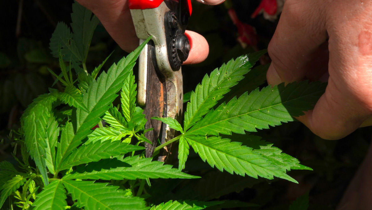What Are Fan Leaves of Cannabis