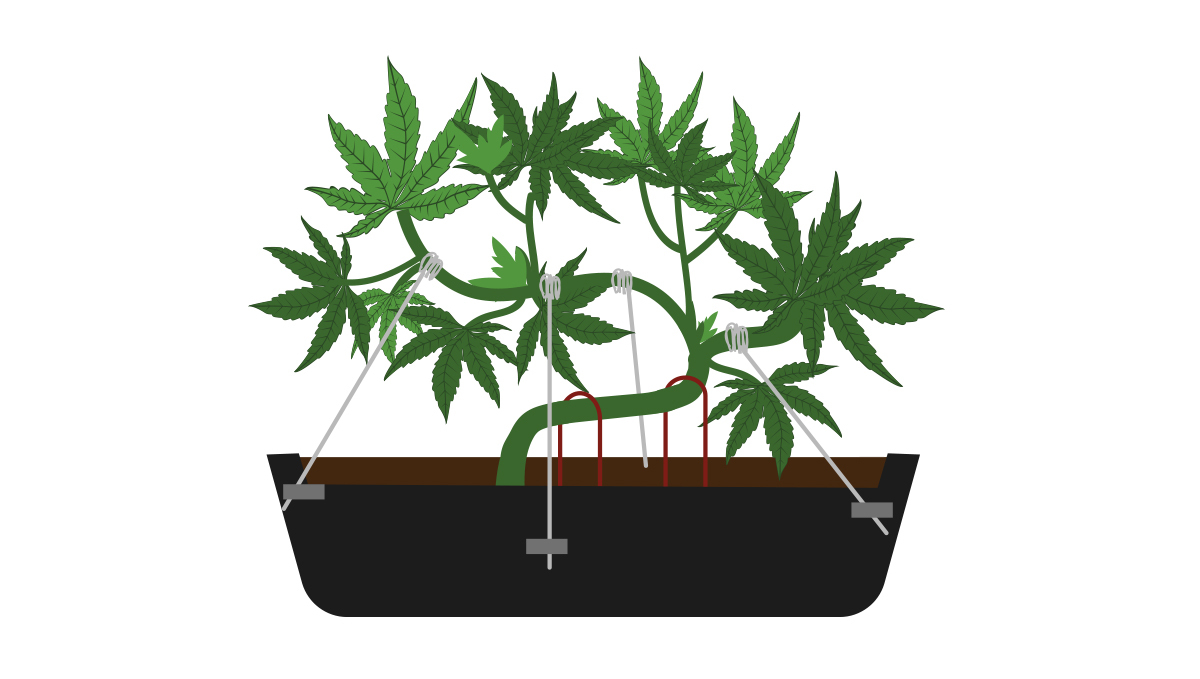 How to grow your own cannabis bonsai: tying down the branches How to grow your own cannabis bonsai: tying down the branches