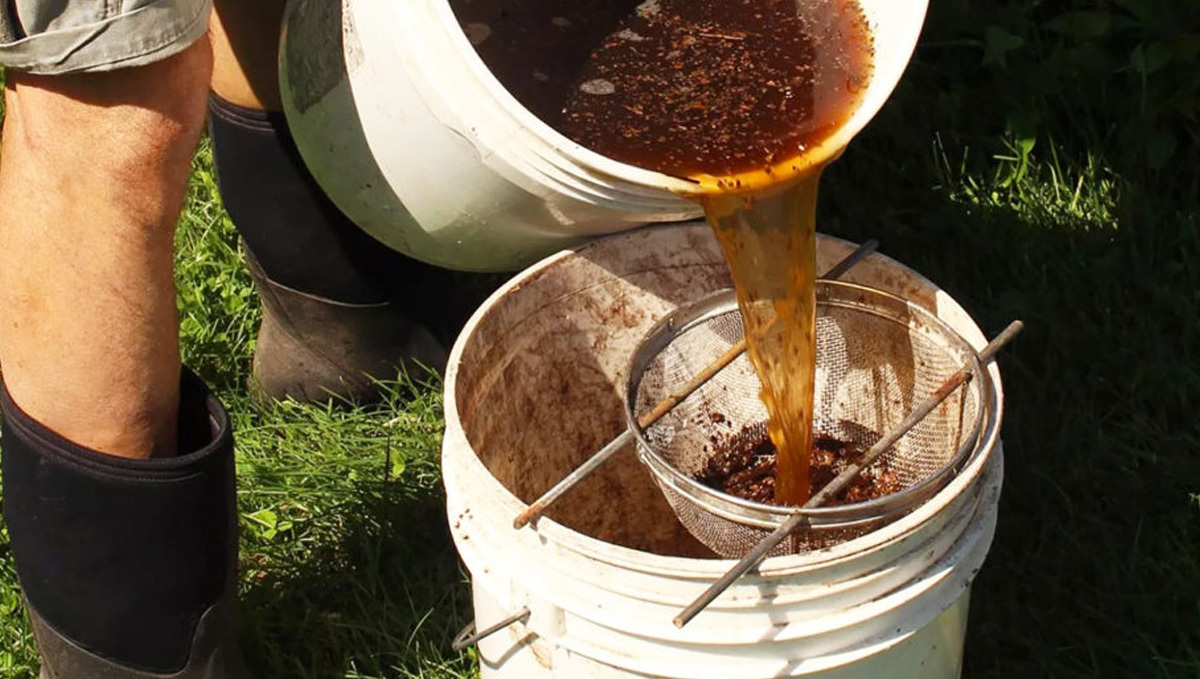 Organic teas for cannabis: ingredients Organic teas for cannabis: ingredients
