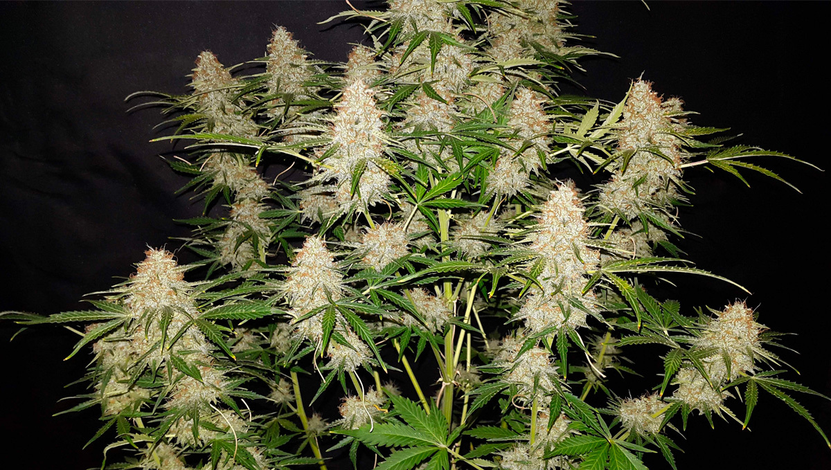 Original Auto Jack Herer from our grower elchicodelaweed from GrowDiaries