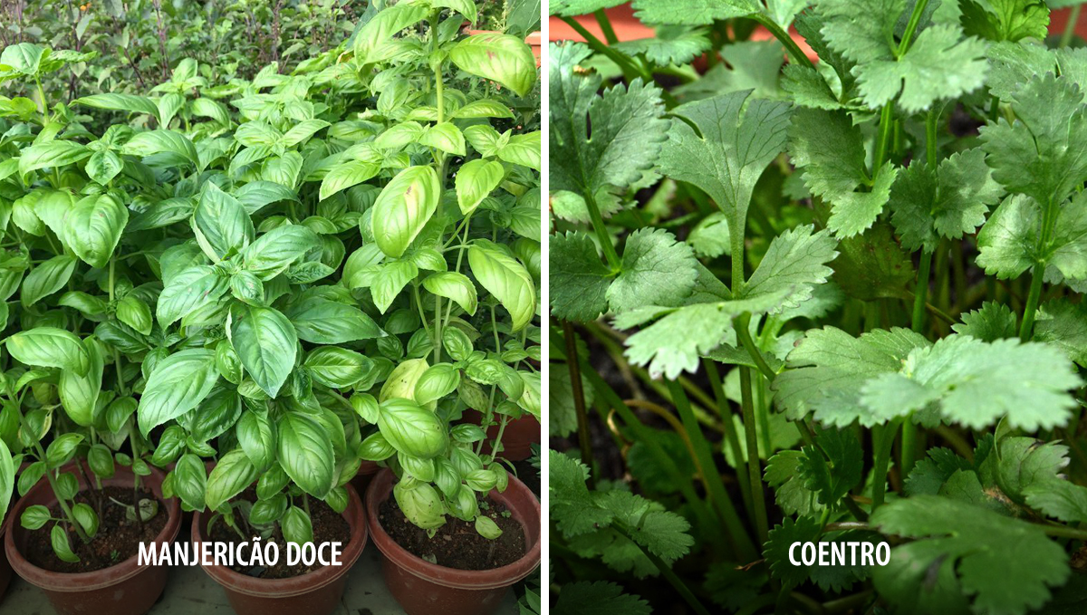 Plantas companheiras para cannabis: alimentos e ervas Plantas companheiras para cannabis: alimentos e ervas