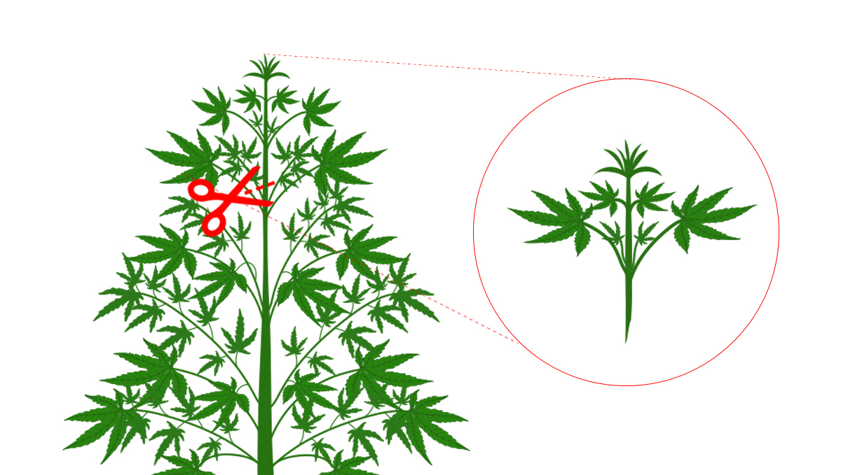Genotype and phenotype: cloning