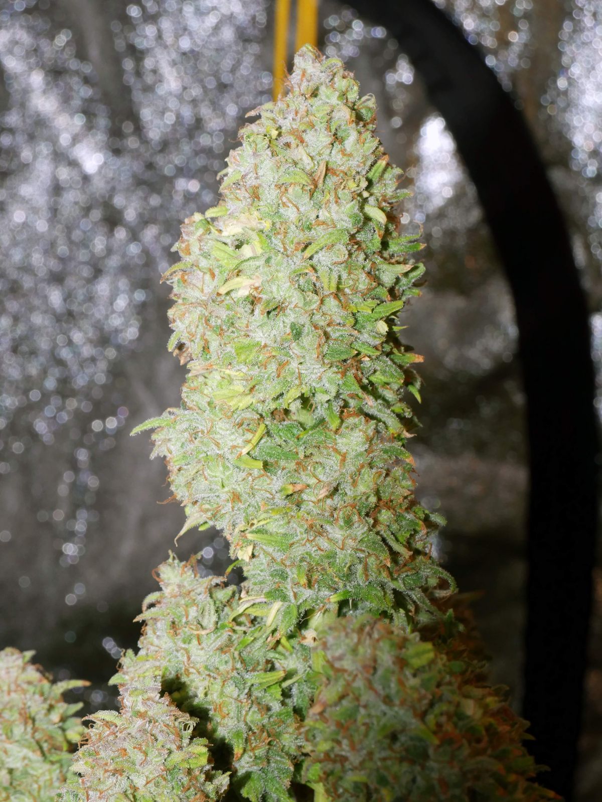 Fastbuds Gorilla Glue By BigDaddyK2.jpg