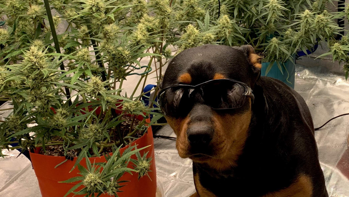 Orange Sherbet Auto Cannabis Strain Week-by-Week Guide: A dog in sunglasses posing next to marijuana plants Orange Sherbet Auto Cannabis Strain Week-by-Week Guide: A dog in sunglasses posing next to marijuana plants