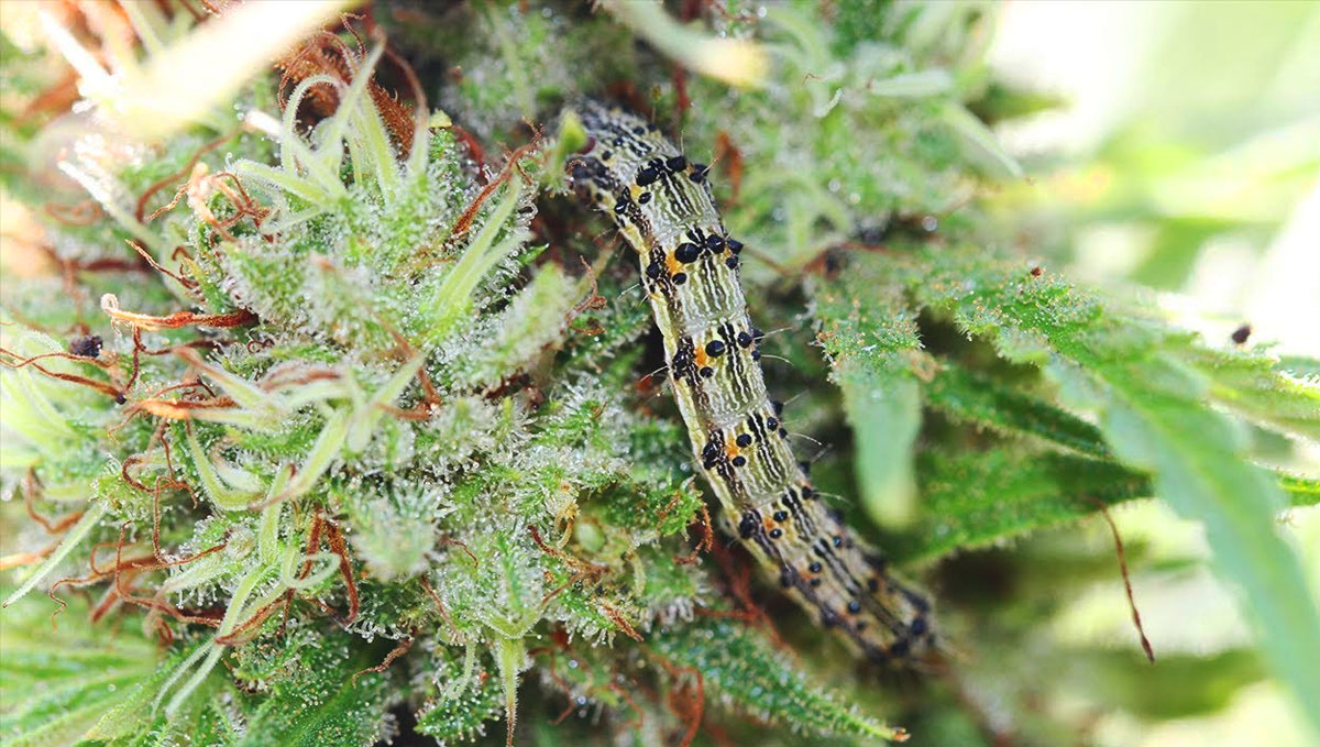 Prohlédněte si vnitřní pupeny a zkontrolujte, zda v nich nejsou housenky.