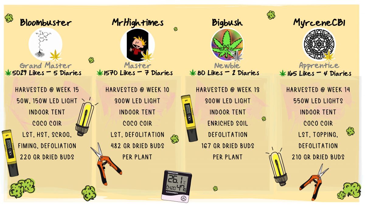 Gorilla Cookies Auto Cannabis Strain Week-by-Week Guide: The Outcome