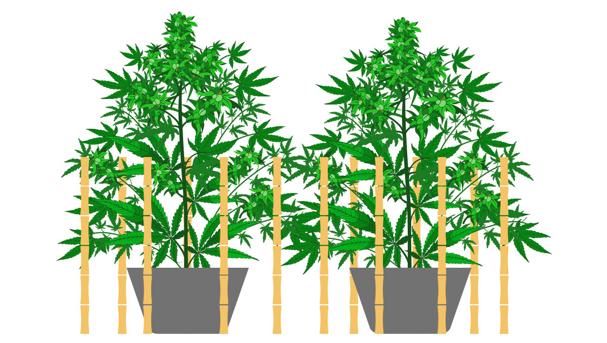 Bamboo stakes supporting cannabis plants