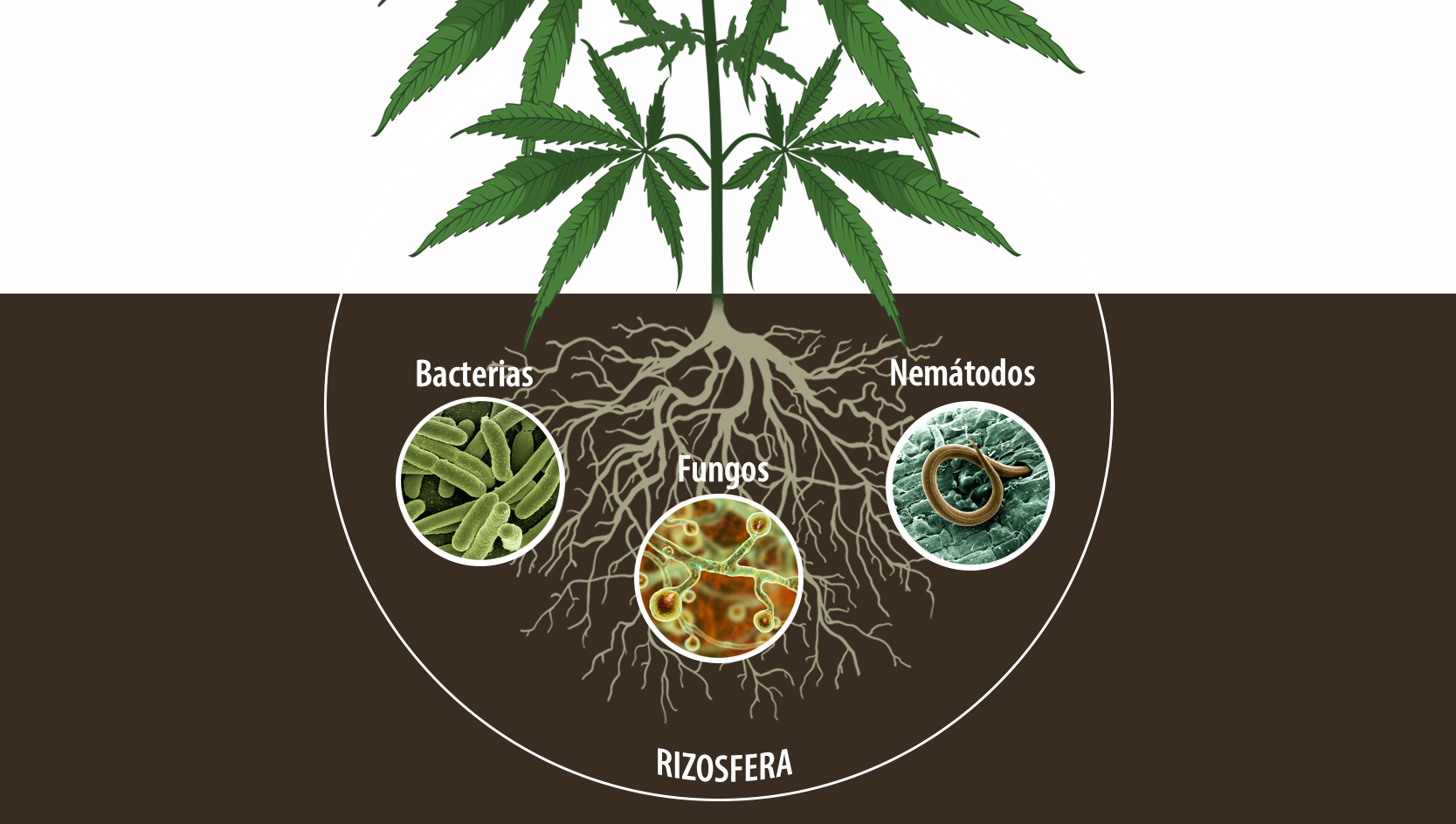 Benefícios dos microorganismos: melhorar o sistema de raízes Benefícios dos microorganismos: melhorar o sistema de raízes