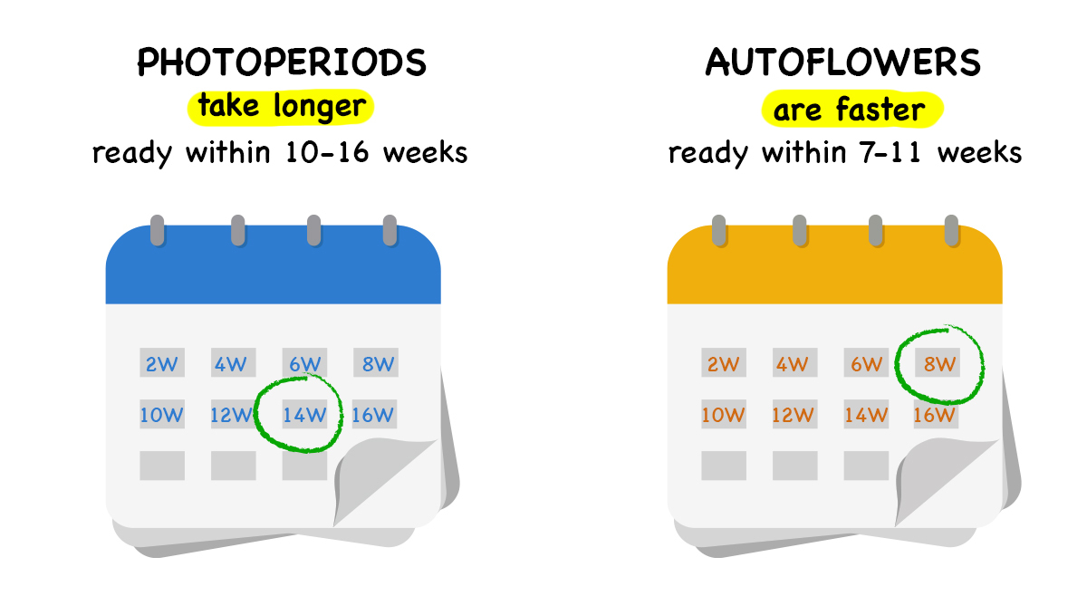 Photoperiodische Samen vs Autoflower: von der Aussaat bis zur Ernte Photoperiodische Samen vs Autoflower: von der Aussaat bis zur Ernte
