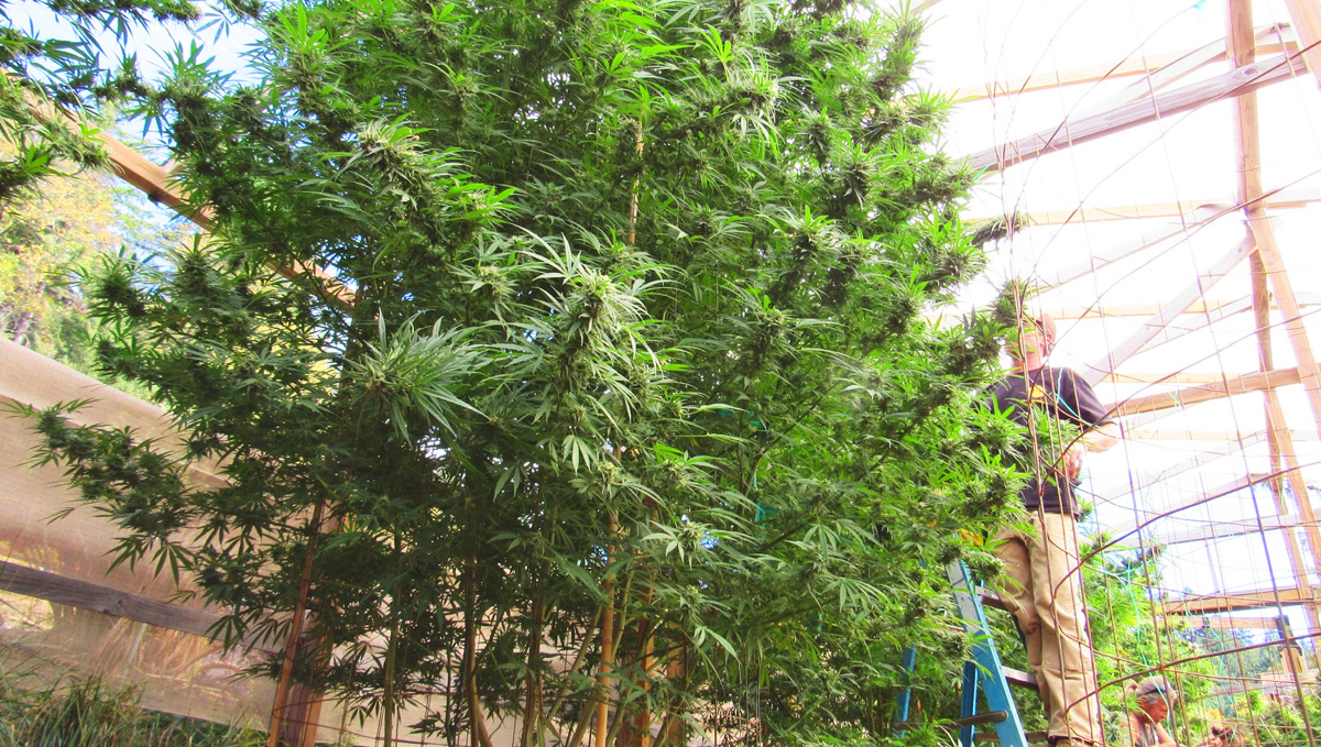 Descubra como foi cultivada a maior planta de erva do mundo Descubra como foi cultivada a maior planta de erva do mundo