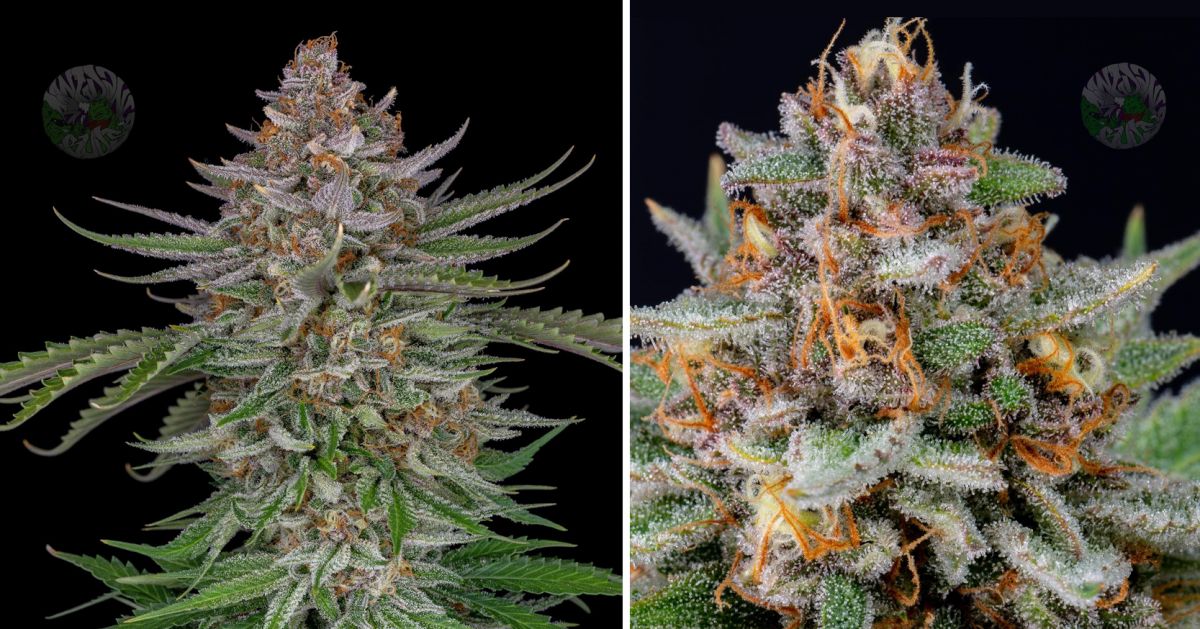 Colher a sua cannabis autoflorescente: maturação das flores na semana 10 Colher a sua cannabis autoflorescente: maturação das flores na semana 10