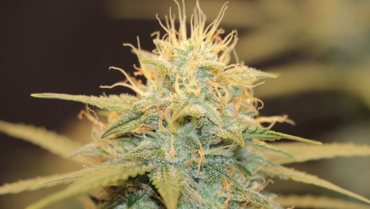 Top 10 cheap seeds: jack herer auto Top 10 cheap seeds: jack herer auto