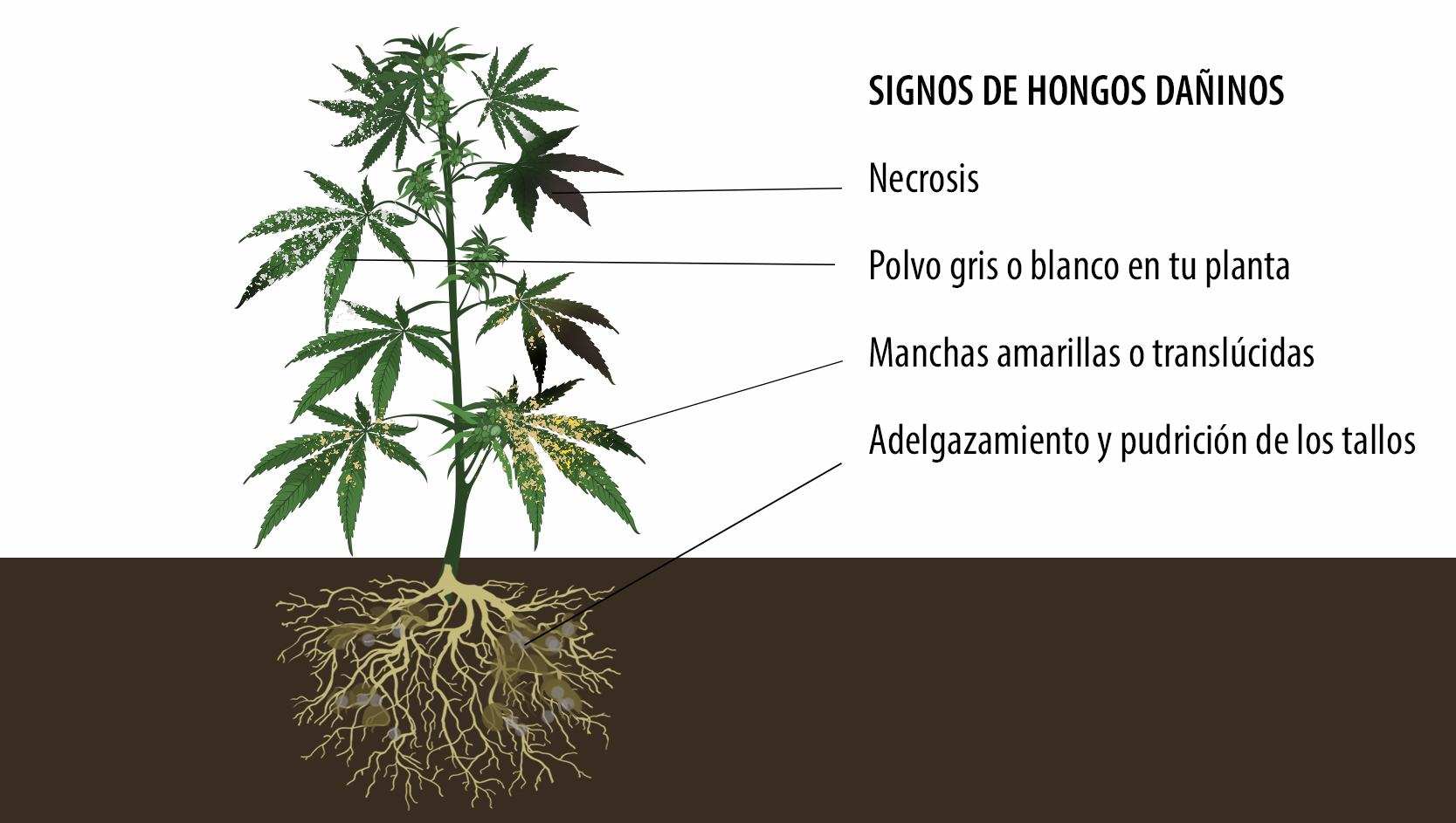 Beneficios de los microorganismos: signos de hongos nocivos. Beneficios de los microorganismos: signos de hongos nocivos.