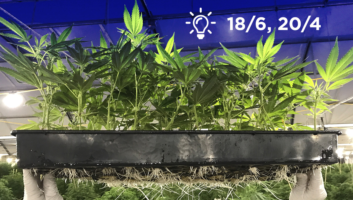 Monster cropping: light cycle for clones Monster cropping: light cycle for clones