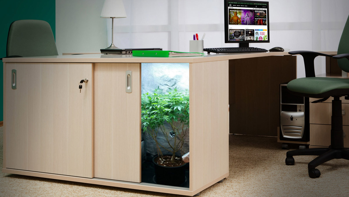 Seja criativo e esconda a sua tenda de cultivo num lugar inusitado! Seja criativo e esconda a sua tenda de cultivo num lugar inusitado!