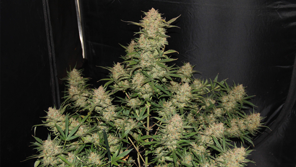 Original Auto OG Kush by @fish88