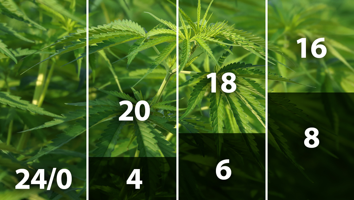  Best light schedule for cannabis in the vegetative stage: light schedules indoors for autos