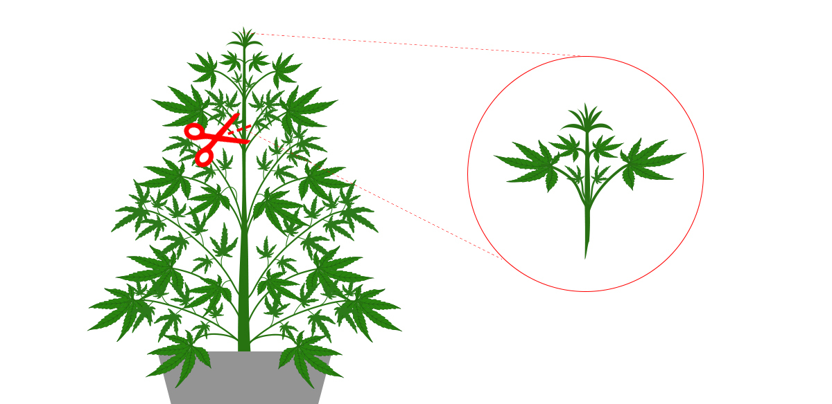 Mother plant care: cuttings Mother plant care: cuttings