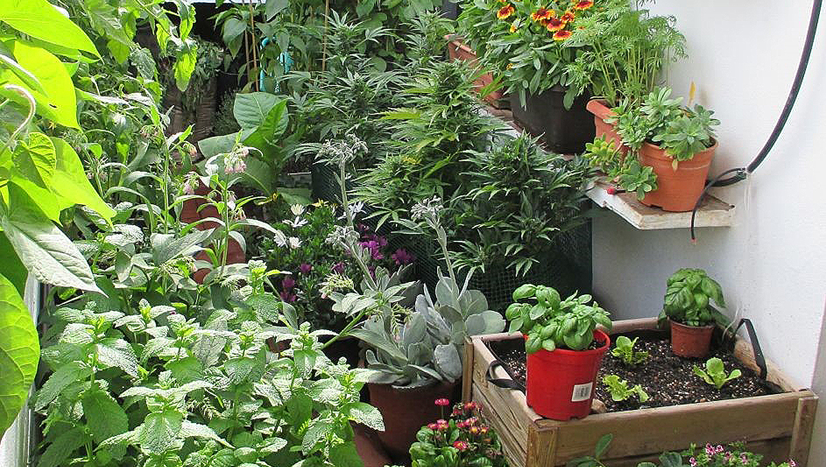 Plantas companheiras para cannabis: plantação de companheiras Plantas companheiras para cannabis: plantação de companheiras