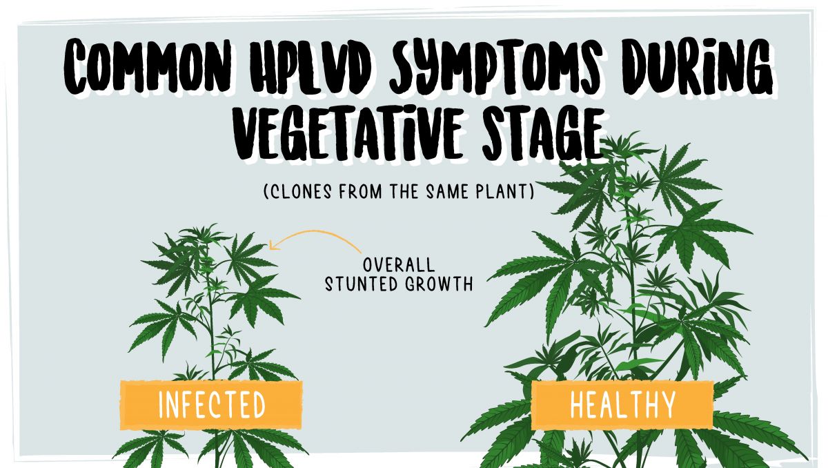 Hop latent viroid: symptoms in the vegetative stage Hop latent viroid: symptoms in the vegetative stage