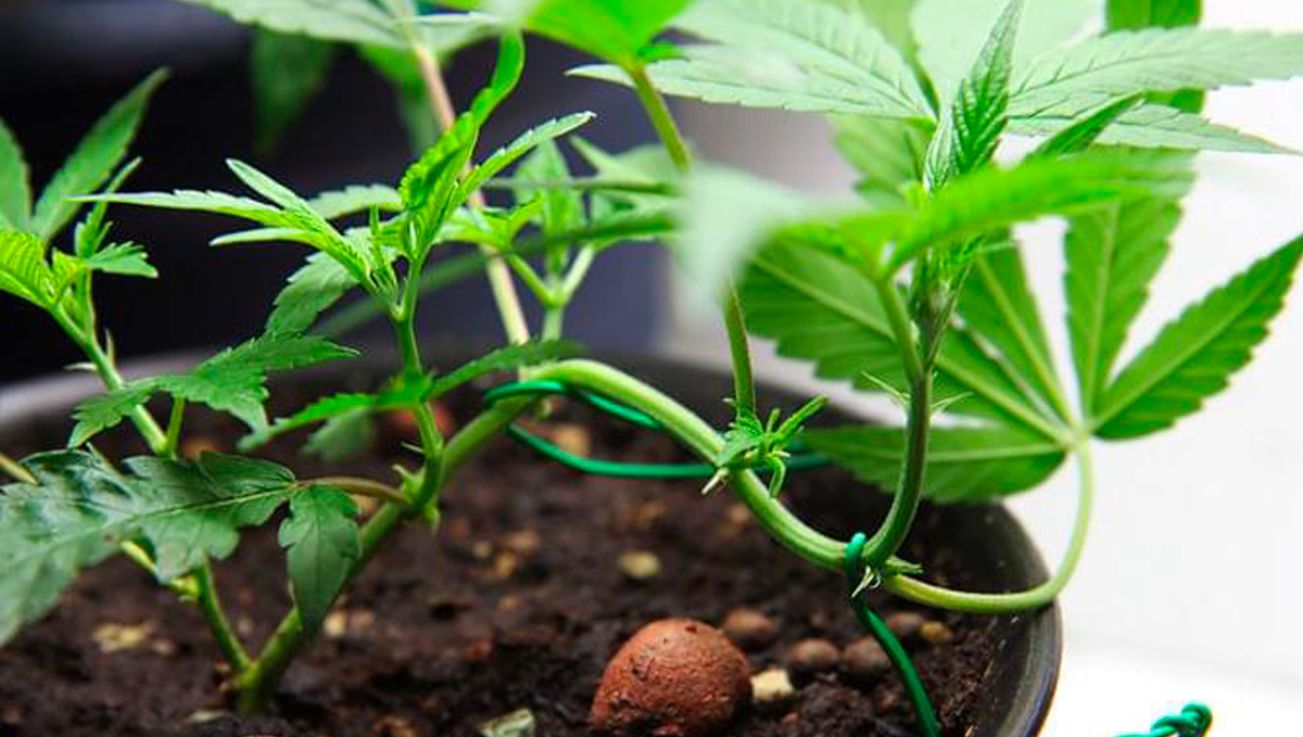 The tie-down method: where? The tie-down method: where?