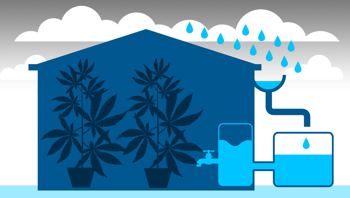 How Cannabis Plants Use Water And What To Know: Rain Water