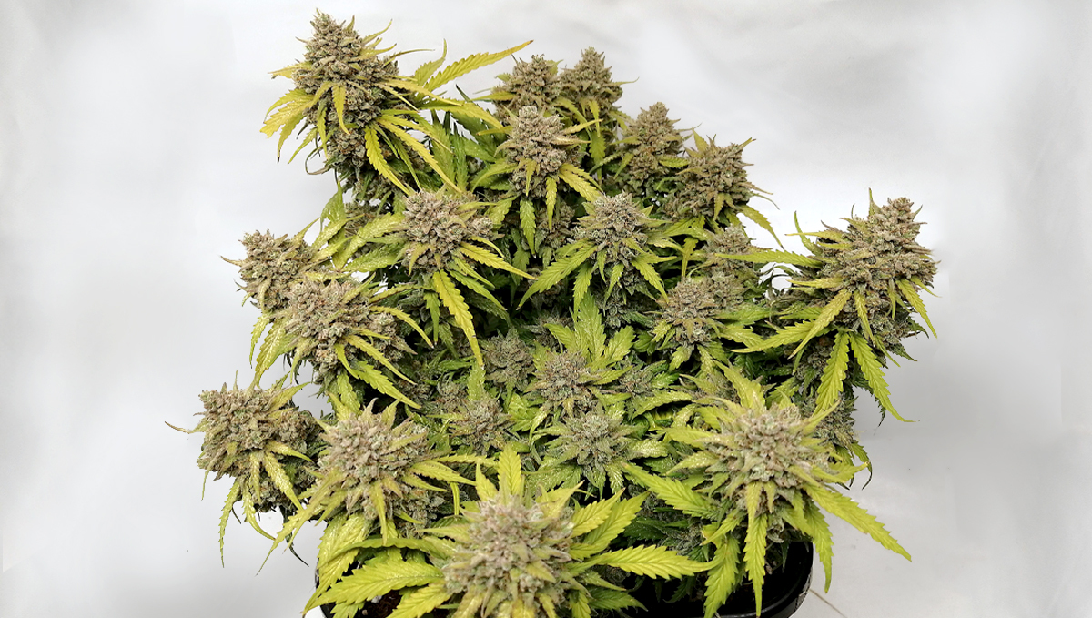 Original Auto Amnesia Haze