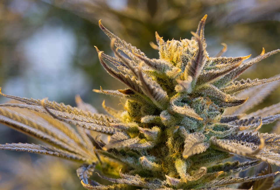cannabisplant.jpg cannabis plant