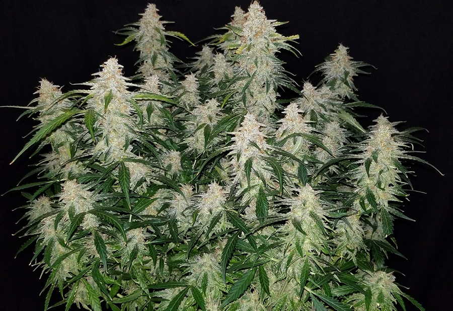 Fast Buds Gorilla Glue by Bangdangbuds