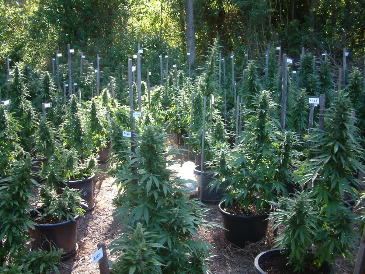 Medical marijuana growing outdoors.JPG