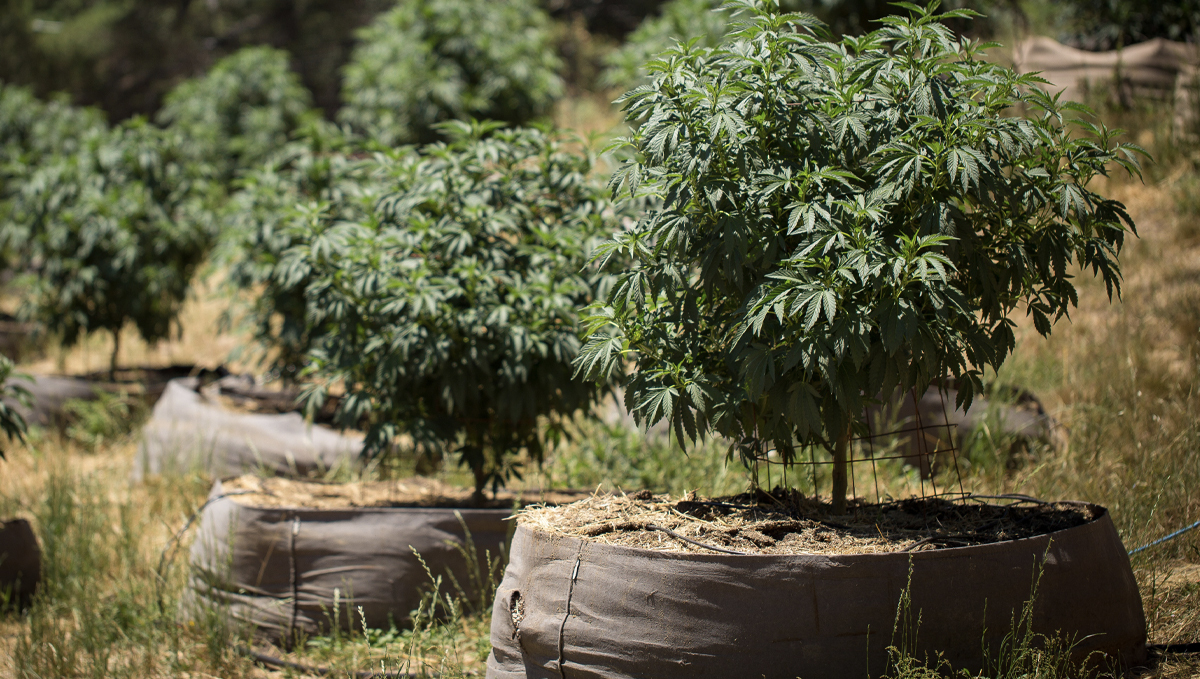 No-till cannabis guide: week-by-week No-till cannabis guide: week-by-week