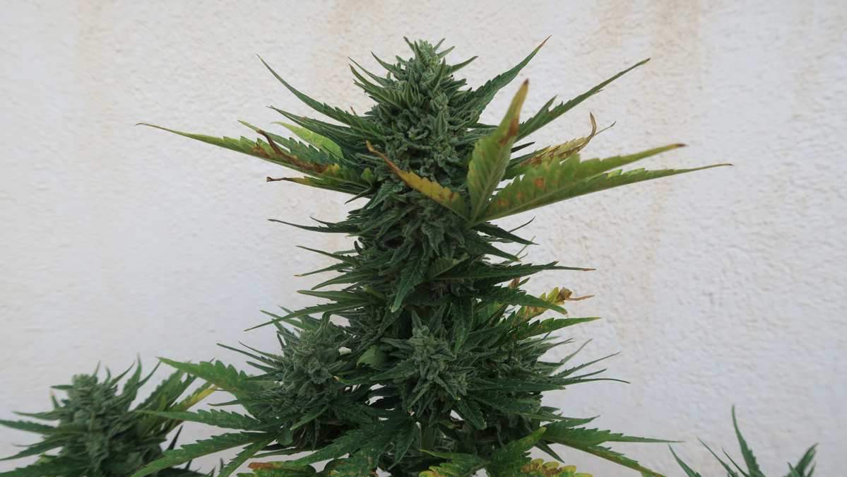 fastbuds stardawg by autotarraco.jpg